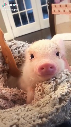 Adorable Pet Pig Compilation