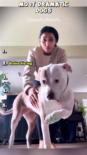 Why Are Dogs So Dramatic? | Funny Dramatic Dogs