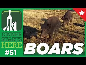 Wild-Boar Farm & Other Unique Pigs - Farm 51 - Dinner Starts Here