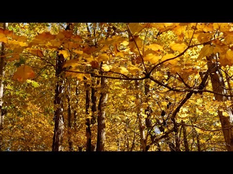 An autumn visit atFall Creek Woods - Henry County, Indiana