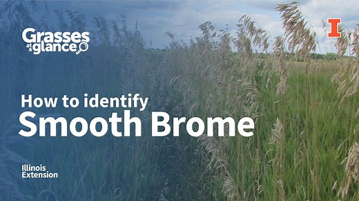 How to Identify Smooth Brome