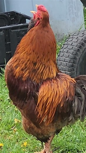 Famous chicken belts out the cock-a-doodle-doo song. #shorts