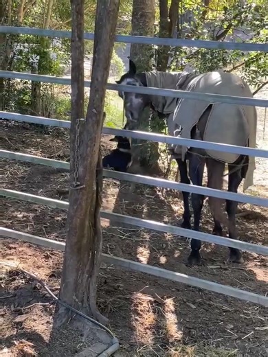 15 reactions · 4 comments | Josie(Kelpie) V Joey round 1....daily performances. | Rory John O'Connor | Facebook