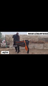 6.2K views · 617 reactions | The only Love of my Breeding carrier..The animal close to my heart..The One & Only """"MAAK-1 (ALLAH WALI)"""".. THE legacy the trendseter the Model Specimen of Amratsari Breed.. ""TOP BREEDING IS NOT A GOAL ITS A NORM"" | MAAK -1 Sultania Livestock | Facebook