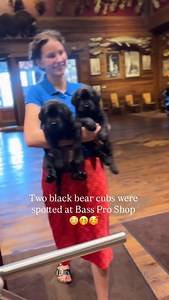 They are perfectly tame little bear cubs, don’t you worry! 🤭❤️ This is one of my favorite outings with some of our black labs from The Happiest Labrador 🥰 Thank you @bassproshops for the welcoming visit! 🥰 #blacklabpuppies #blacklabpuppy #blacklabrador #englishlabpuppies #englishlabrador #blacklablove | The Happiest Labrador