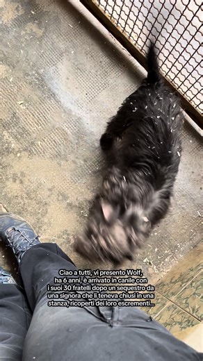 Il nostro piccolo Wolf. Venite a conoscerlo all’Asilo del Cane di Palazzolo Milanese! Via aspetta❤️ @Asilo del Cane di Palazzolo M. #cane #cani #caniditiktok #dog #dogs #dogsoftiktok #pets #petsoftiktok #animal #animalsoftiktok #animales #doggo #doglove #doglife #doglovers #puppylove #puppydog #puppies #puppiesoftiktok #shelter #adoptme #adoptdontshop #canile #viral_video #viralvideos #viralditiktok #virale #virales #fyp #fory #foryouu #forypupage #perte #neiperteee