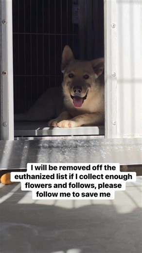 🚨 EUTHANASIA SCHEDULED – 1/23 @ 2:00 PM 🚨 Cardi is a 2-year-old large white Husky/Shepherd mix who is terrified—and it shows. She wouldn’t come out from the back of her kennel for me, hiding from everything around her. But even in her fear, it was clear: this is not aggression, this is trauma. Staff say she can be safely moved from one kennel to another, but the notes make her sound “aggressive.” In reality, Cardi has likely been overbred and never shown a kind hand in her life. Her low growls