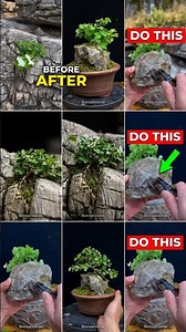 Neglected forest bonsai tree before and after Result #bonsai #shorts #viral