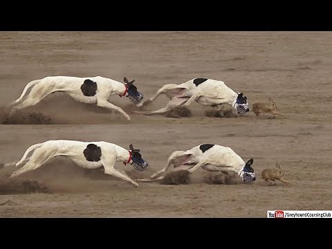 dog vs rabbit race 2022 | greyhound vs hare | hare coursing