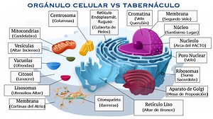 Ronald Megiddo • Biblia Cuántica - Los Ribosomas y la Sangre del Cordero.