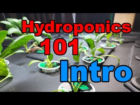 Hydroponics 101 Ep 1: Introduction to Hydroponics (Beginners Guide)
