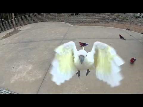 Slow Motion Cockatoo in Flight - High Speed Movie
