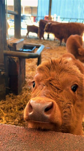 Adorable Baby Highland Cows - A Farm Life Delight