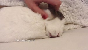 I miss my little bug ❤️ She’d let me know when she had enough petting by biting me hard enough to draw blood 😅 #fondbutpainfulmemories #missyousharky #bunny #missher #loveyou | The Fluffy Group