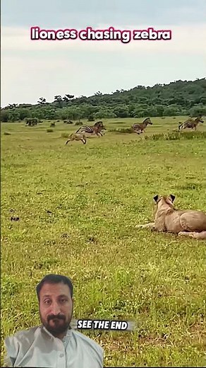 zebra vs lioness #trending #animals #wildlife #zebra #lion #shortvideo #shorts