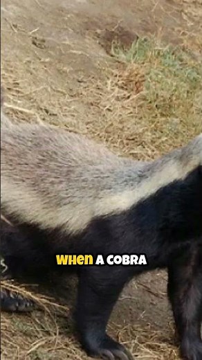 “Honey Badger vs Cobra?! 🦡🐍 | The Fearless Animal”