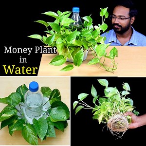 6.7M views · 161K reactions | How to Easily grow Money Plant / Pothos Without Soil | Hydroponics | DIY Gardening : #Ayansbonsaitricks | Bonsai Tricks And a Lot More Official | Facebook