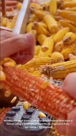 WTF?! Farmer's WEIRDEST Corn Hack EVER! Uses BOOT SOLE to Shell Corn! 🌽