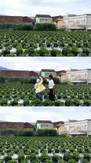 Exploring Strawberry Picking Adventures