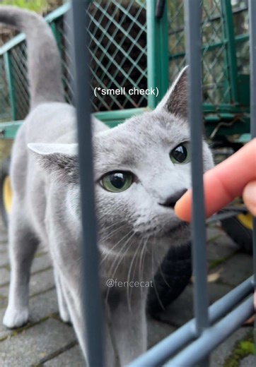 Lila and her brother #fencecat