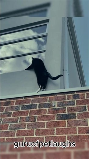 Funny Cats Falling 🐱 | Epic Cat Fails #shortsfeed