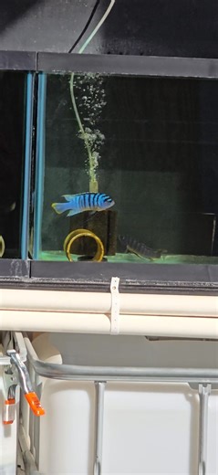 Sunlight is the best lighting!!💯 | Sanctuary Cichlids