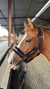 20K views · 951 reactions | [STABLE TOUR] New Life, New écurie pour mes chevaux ♥️✨  Manteau pour chien : @_backontrack  Crackers Spiruline @happycrackers_officiel #horse #equestrian #equitation | PonyCorn le blog | Facebook