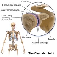 Joints of the Skeleton ( Video ) | Biology