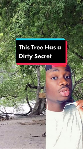 The Deadly Secrets of the Manchineel Tree