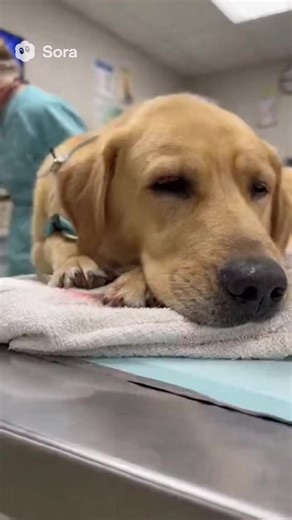 "That's when it hit me. Bella was bleeding on the vet's table because no vet had told me the truth." Three years of checkups. Three years of "her teeth look fine for her age." Three years of lies. The blood wouldn't stop coming. Pooling on the metal table, dripping onto the floor. Her tooth had just fallen out. During a routine cleaning. Just fell out. Dr. Williams held it up. The root was black. Completely rotted. "This happens sometimes with older dogs," he said. Bella was only six. I watched 