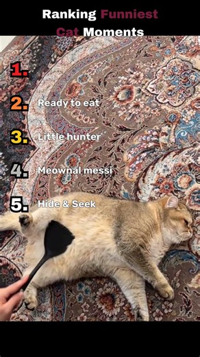 Ranking Funniest Cat Moments