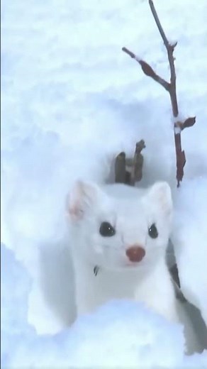 Conoce a la comadreja ártica: maestra de la velocidad en la nieve ❄️🐾 #AnimalesÁrticos #animallovers
