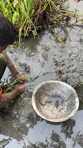 Catch Fish From The Mud — Traditional Village Style 🐟👐🌾#MudFishing #HandFishing #VillageFishing #TraditionalFishing | Unique Fishing Skills
