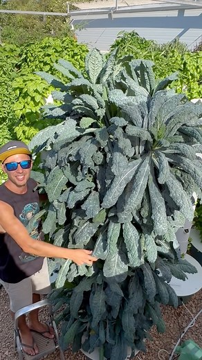 346K views · 5.6K reactions | Maximizing your kale yields by vertical farming with aeroponic towers. #kale #farming #gardening #agriculture #seed #seedlings #aeroponics #hydroponics | Agrotonomy Tower Farms | Facebook