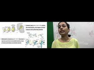 Development of Urinary system by Dr. Vijaya