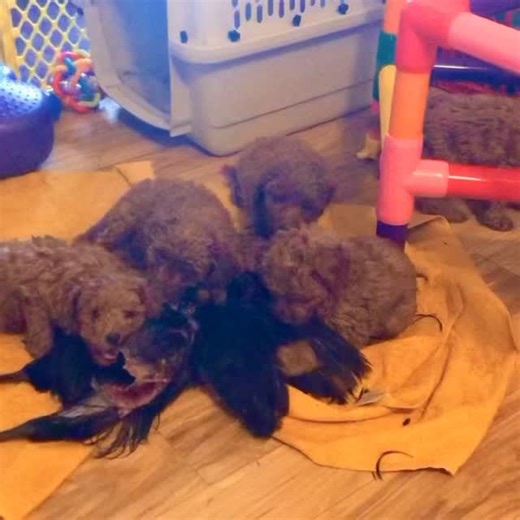 DANUBE POODLES | Changing the Future of Poodles on Instagram: "Big companies in the dog world are designed so failure never threatens survival. Pharmaceutical corporations and large pet-food manufacturers are protected by money, contracts, distribution, and institutional partnerships. When something fails, a new product, formula, or treatment replaces it, because financial structure absorbs biological loss. What I am building with my poodles through a terrain-based philosophy follows completely