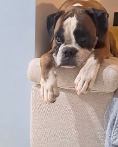 Boxer has a saddest face that face says 'sadness on repeat' | Woof World