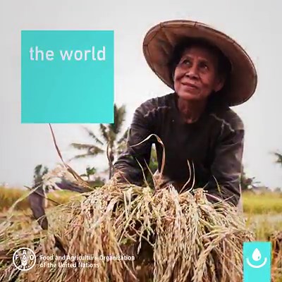 7.8K views · 428 reactions | We can't grow the food we need if there is not enough water to produce it. | Food and Agriculture Organization of the United Nations (FAO) | Facebook