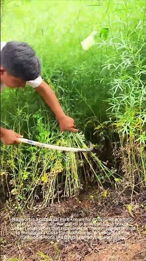 Harvesting mugwort, taste of summer🌿