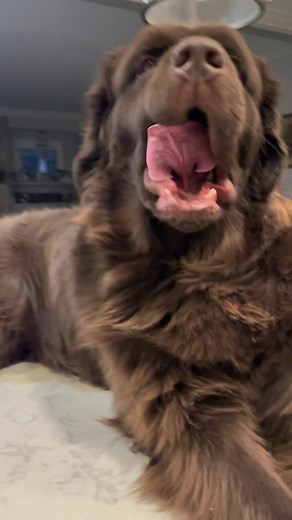 Heartwarming Welcome Home from Two Happy Dogs