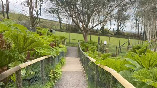3.2K views · 80 reactions | We’ve been showing you images of the Gunnera for a while as it grows, but here it is in a small time frame film of how big the Gunnera grew over 4 weeks #gunnera #massiveleaves #spikeyplant #prehistoricplant #grewupfast #plants #plantsofinstagram | Exmoor Zoo | Facebook