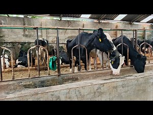 BEST DAIRY/LIVESTOCK FARMING DOCUMENTARY 2025. EXPERT NOTES For EVERY FARMER . Dairy Institute KENYA