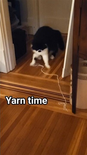 My cat being silly while playing with yarn 🥰 10-11-25 #cat #tuxedocat #yarn #zoomies