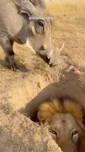 Warthog Comes Back to Check 😂🤣 #funny