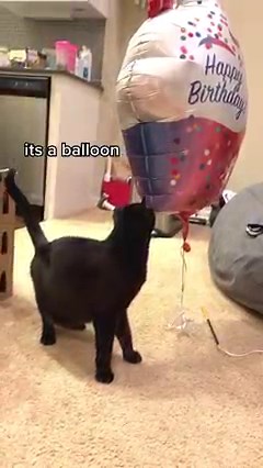 7.6M views · 190K reactions | my cat has never seen a balloon before… until now  w/ Kat Curtis | One eared uno | Facebook