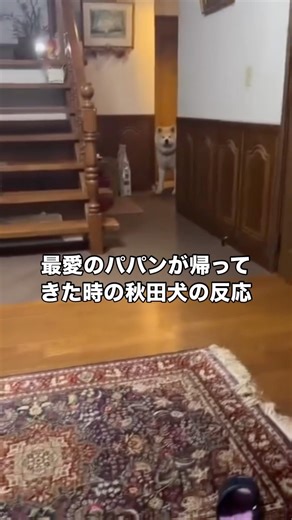裏玄関でスタンバってたけど正面玄関から音がして駆けつけてきた秋田犬 #秋田犬 #大型犬 #日本犬 #shorts
