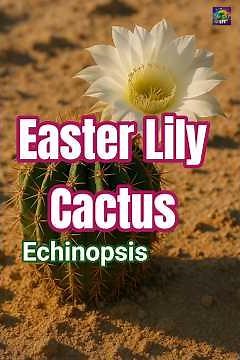 Echinopsis: The Easter Lily Cactus That Thrives in the Desert