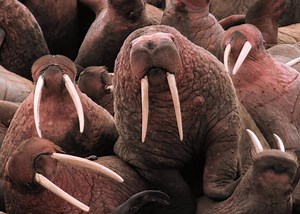 Turtles That Breathe Through Their Butts and Other Breathtakingly Bizarre Animals