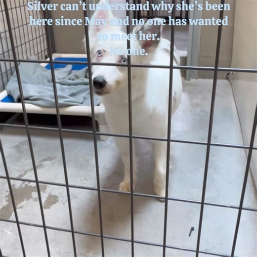 🐾 Meet Silver, Our Senior Mini Aussie in Need of Love 🐾 Silver, our sweet senior Mini Aussie, has been with us since May, and it's heartbreaking to say that not a single person has asked to meet her yet. Despite her age, Silver has an abundance of love to offer and is eagerly waiting for someone to share her golden years with. After spending twelve long years confined to a cage, Silver deserves a chance to experience the warmth of a home where she is loved, wanted, and treasured. She may be a 