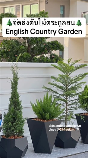 สนบอม(700฿)🌳สนมังกร(700฿)🌲ต้นปริกหางกระรอก(1,000฿)💚สนฉัตร(1,500฿)🏡สนแผงแคระ(800฿)🌲กระถางปูนเหลี่ยมเพชร(ใบละ890฿)❌แอดไลน์สั่งซื้อLine ID : @294agkgi(มี@) ได้เลยนะคะ✅✅✅ #ต้นไม้ฟอกอากาศ #ต้นไม้ในร่ม #ต้นไม้ตบแต่งห้อง #ต้นไม้ไว้ในห้องนอน #สนบอม #สนมังกร #ต้นปริกหางกระรอก #สนฉัตร #สนแผงแคระ #satyhome #ต้นไม้มินิมอล #ต้นไม้ฮิปเตอร์ #ต้นไม้ตั้งโต๊ะ #ต้นไม้เลี้ยงในคอนโด #ต้นไม้มงคล #ต้นไม้ปลูกในออฟฟิต #ไม้ใบสวย #ไม้ว่านมงคล #ไม้แดด #ไม้ประดับ | บ้านเธอ ต้นไม้ฉัน